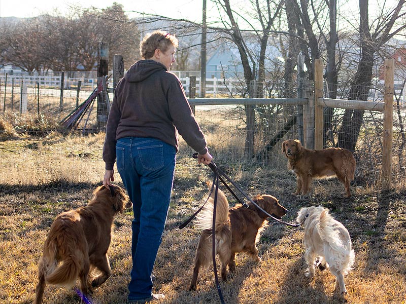 Emmett Mini Golden Retrievers - Pack