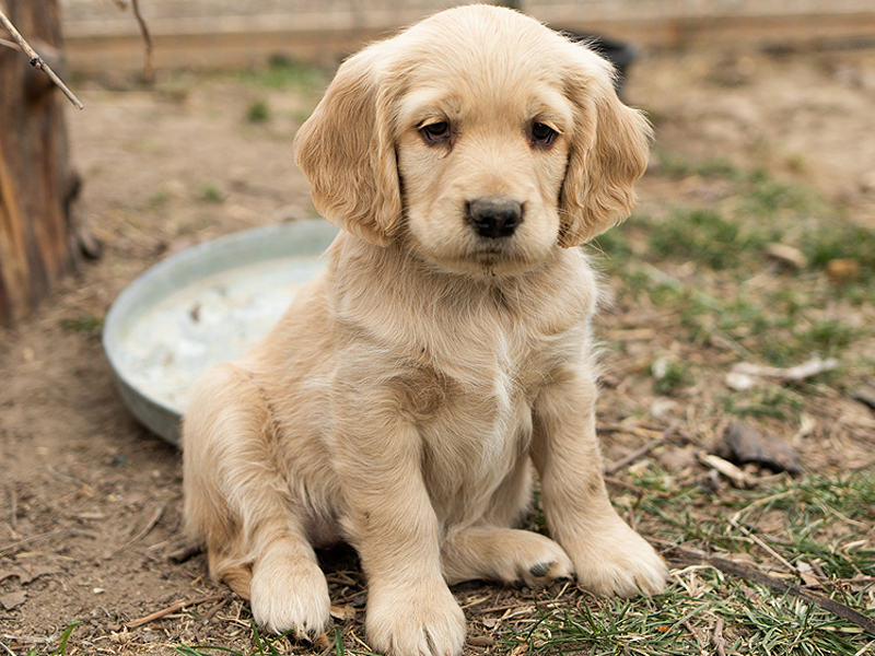 Emmett Mini Goldens Stella Buddy Litter