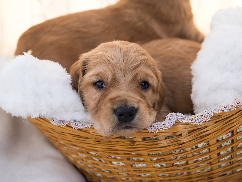 Emmett Mini Goldens Stella Buddy Litter