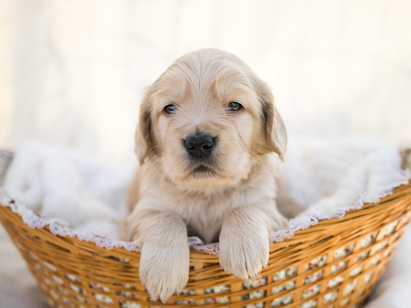 Emmett Mini Goldens Stella Buddy Litter