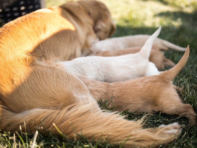 Emmett Mini Goldens Stella Buddy Litter