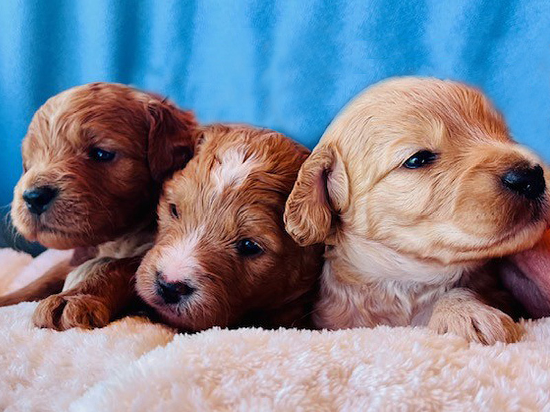 Emmett Mini Goldens Whitey Finn Litter