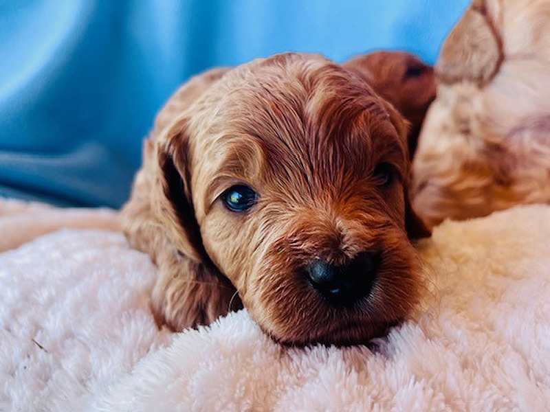 Emmett Mini Goldens Whitey Finn Litter