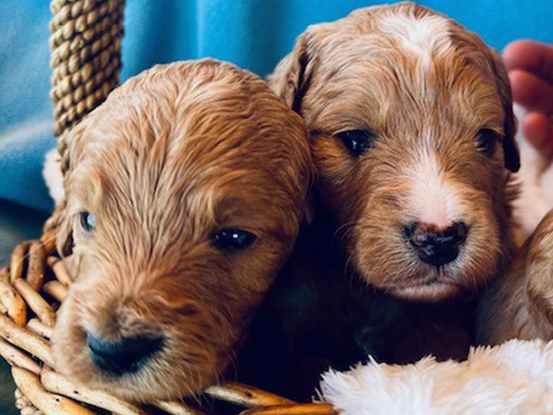 Emmett Mini Goldens Whitey Finn Litter