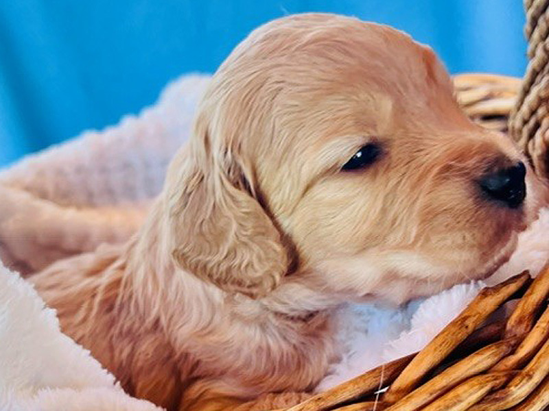 Emmett Mini Goldens Whitey Finn Litter