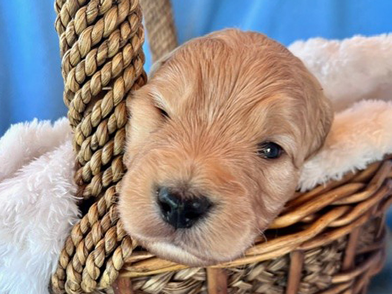 Emmett Mini Goldens Whitey Finn Litter