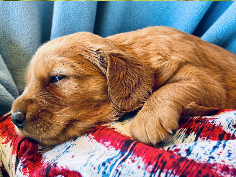 Emmett Mini Goldens Stella Oakley Litter