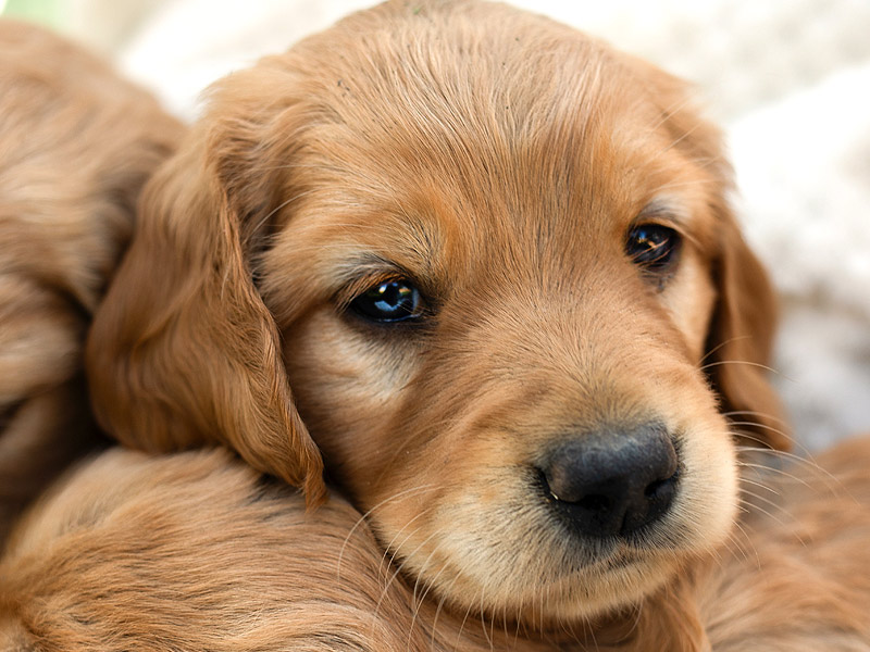 Emmett Mini Goldens Whitey Oakley Litter