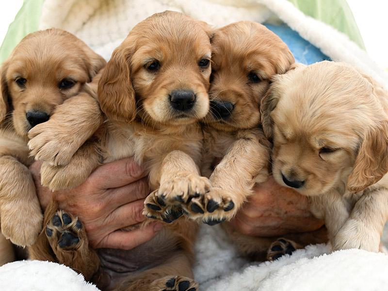 Emmett Mini Goldens Whitey Oakley Litter