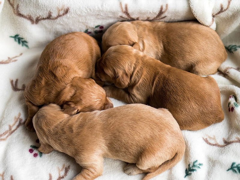 Emmett Doodles and Mini Golden Retrievers - Mini Golden