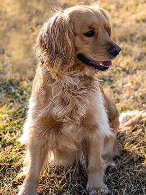 Emmett Mini Goldens Stella