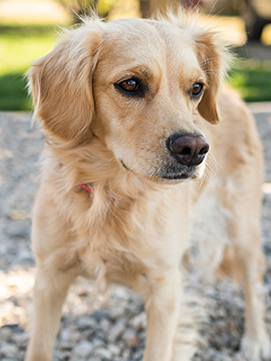 Emmett Mini Goldens Angel