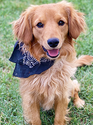 Emmett Mini Goldens Oakley