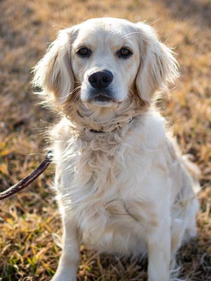 Emmett Mini Goldens Whitey