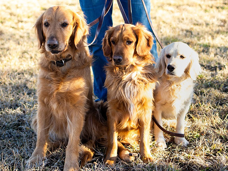 Emmett Doodles and Mini Golden Retrievers - Mini Golden