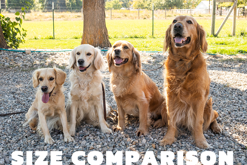 Emmett Mini Goldens Comparison