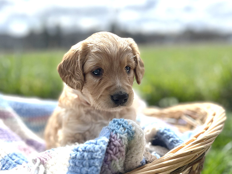 Emmett Mini Golden Retrievers