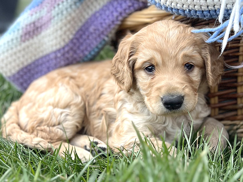 Emmett Mini Golden Retrievers