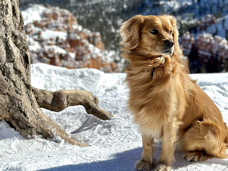 Emmett Mini Golden Retrievers - Mini Golden