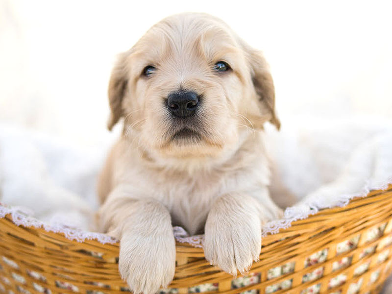 Emmett Mini Golden Retrievers